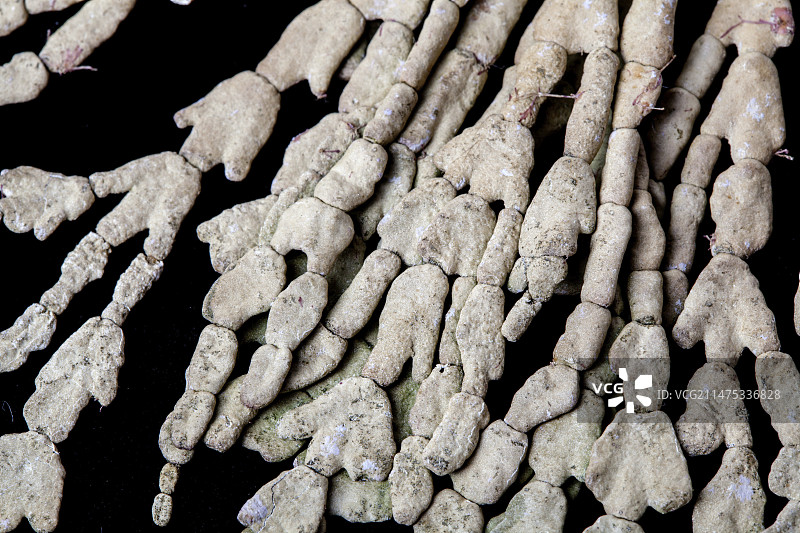 绿色仙掌藻标本图片素材