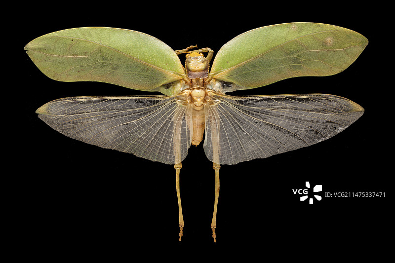 螽斯科昆虫图片素材