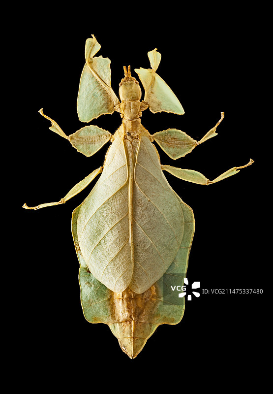 格雷氏叶 insect图片素材
