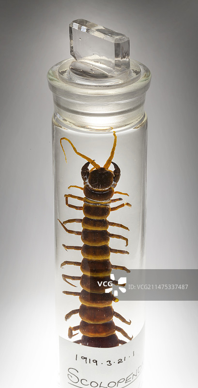 保存的亚马逊巨型蜈蚣图片素材