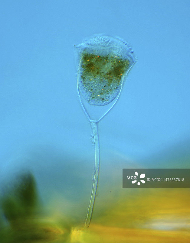 吸管虫光学显微照片图片素材