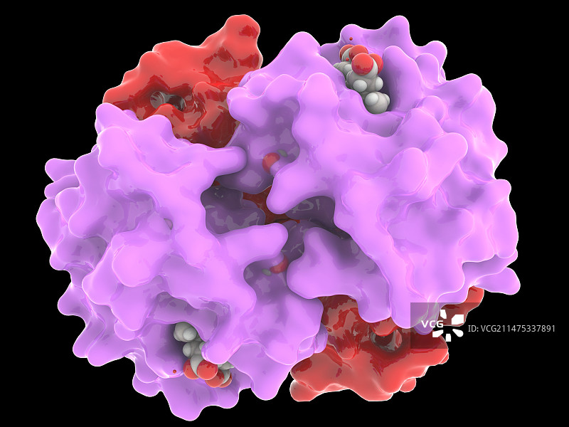 胎儿血红蛋白分子模型图片素材