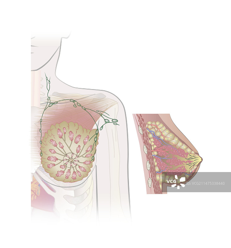 女性乳房解剖结构图图片素材