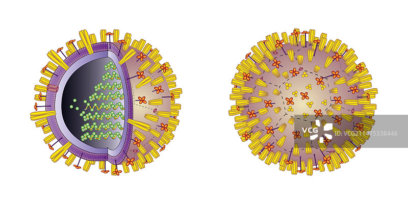 流感病毒结构图图片素材