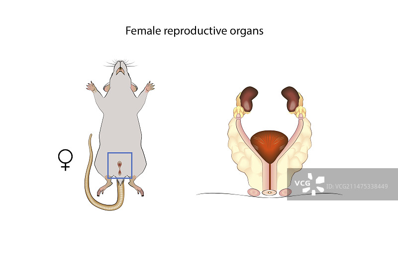 小鼠雌性生殖系统插图图片素材