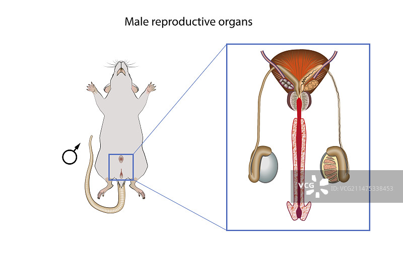 雄性老鼠生殖系统图图片素材