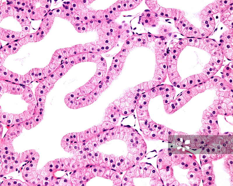 泪腺显微照片图片素材