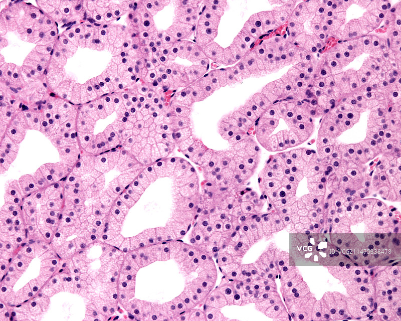 泪腺显微照片图片素材