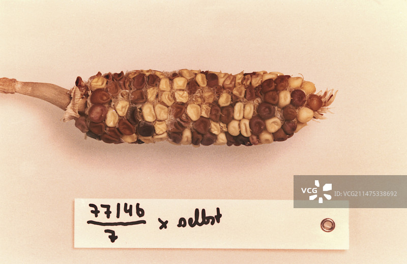 1978年麦克林托克迷宫遗传学研究图片素材