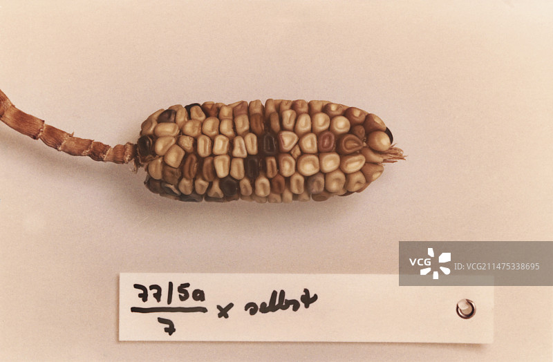 1978年麦克林托克迷宫遗传学研究图片素材