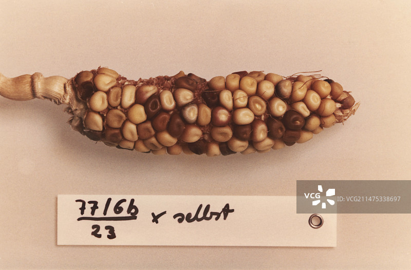 1978年麦克林托克迷宫遗传学研究图片素材