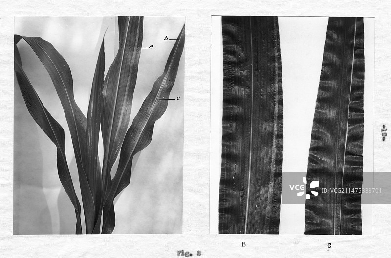 1942年McClintock的迷宫遗传学研究图片素材