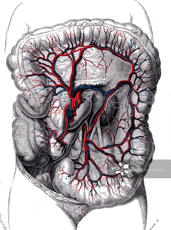 肠道和下肠系膜动脉1867年插图图片素材