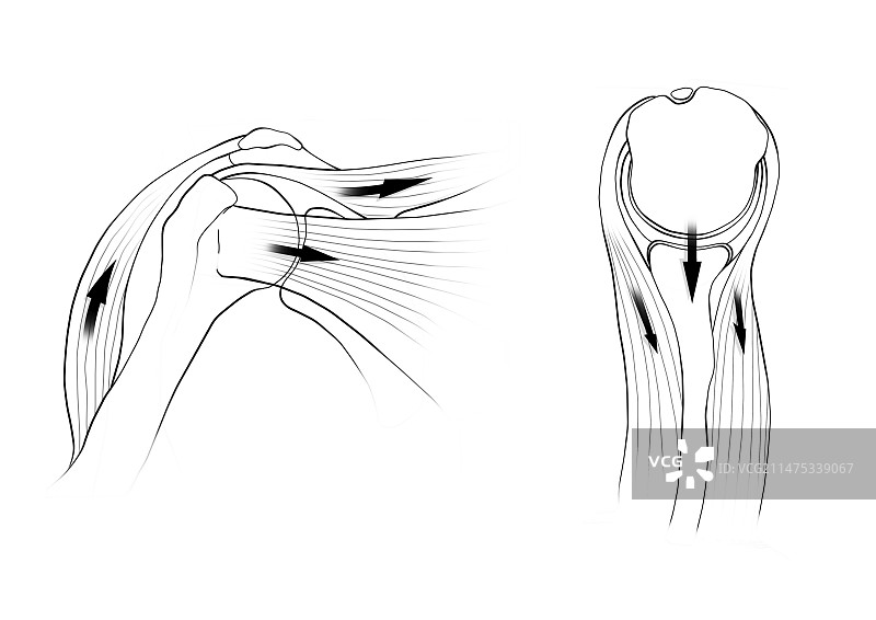 肩关节生物力学插图图片素材