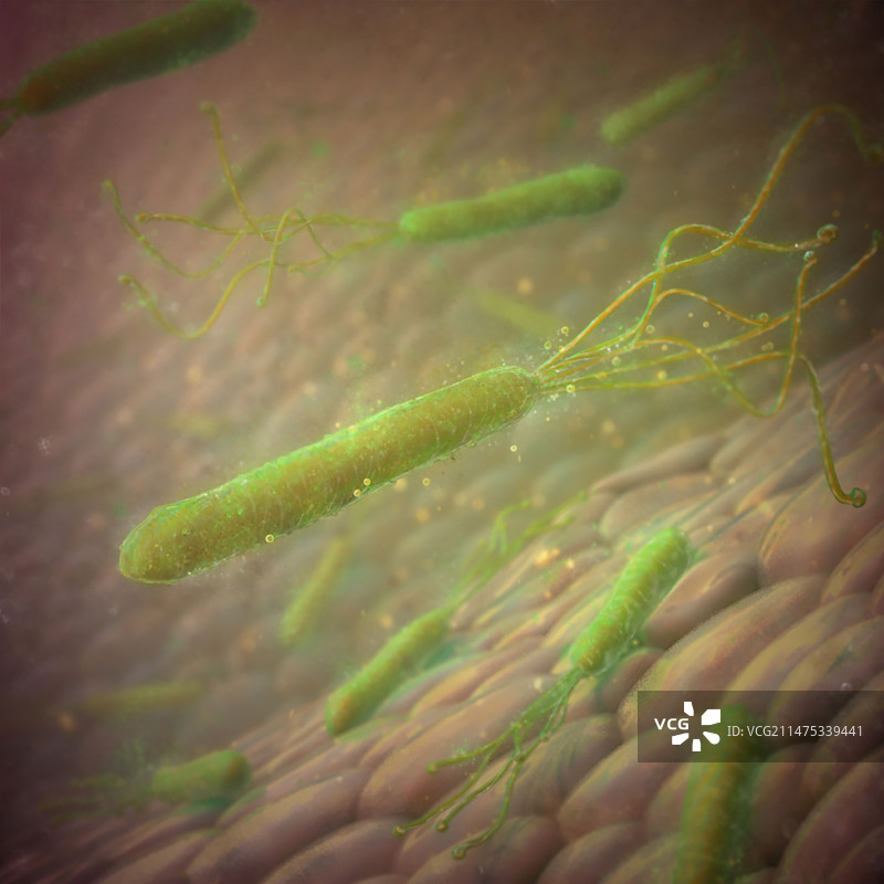 幽门螺杆菌示意图图片素材