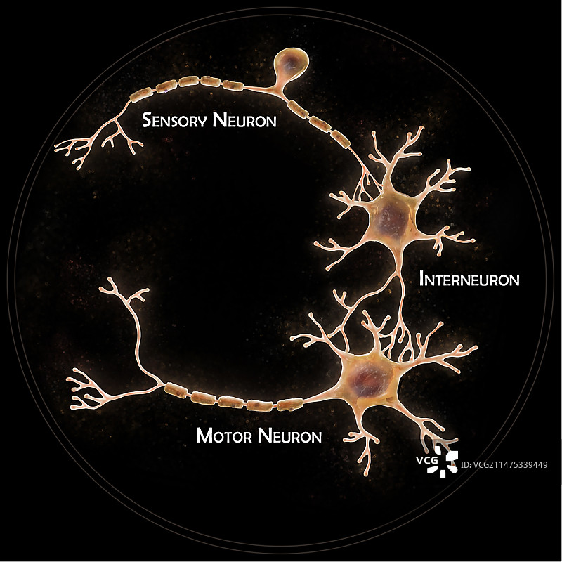 神经通路，图示图片素材