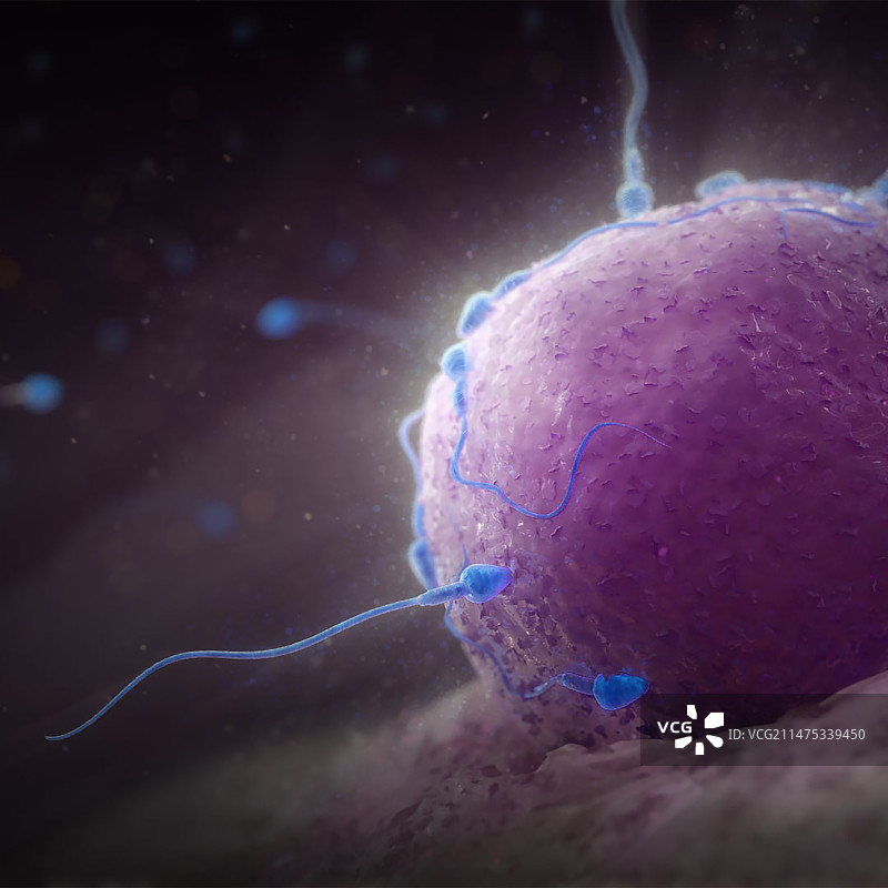 受精作用插图图片素材