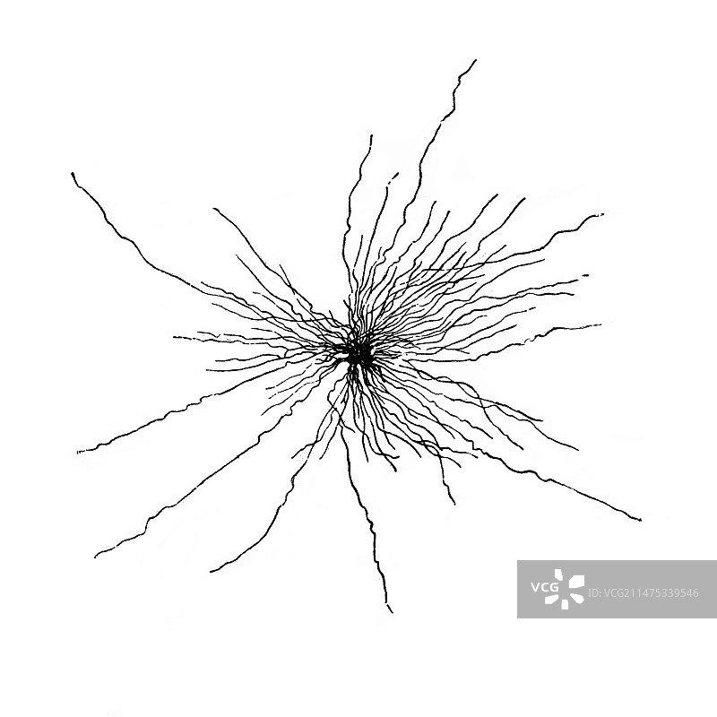 星形胶质细胞脊髓细胞插图图片素材