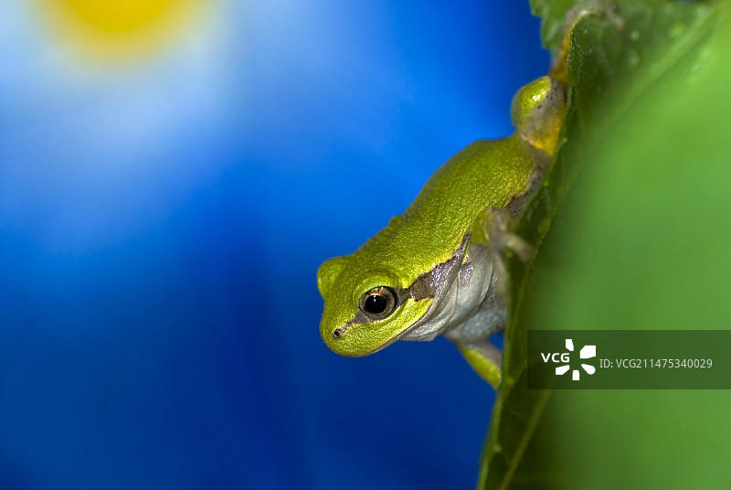 灰色树蛙图片素材