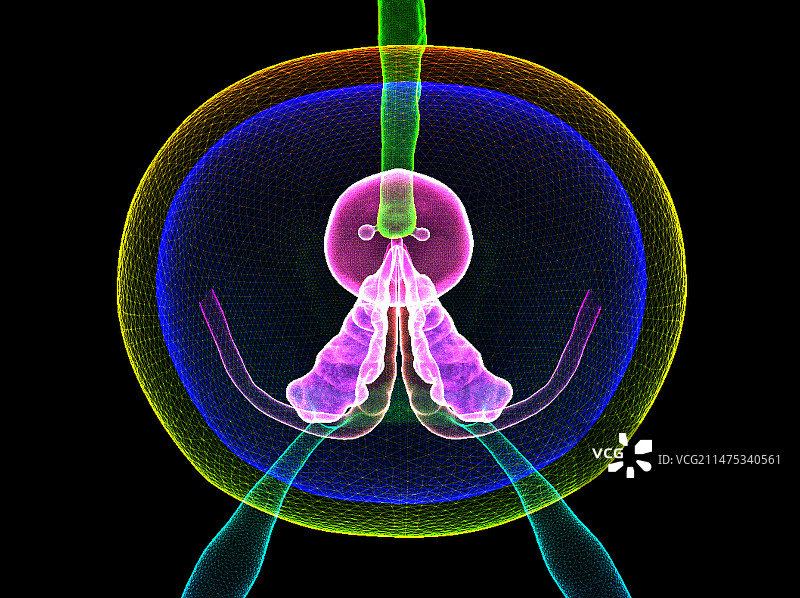 前列腺位置图图片素材