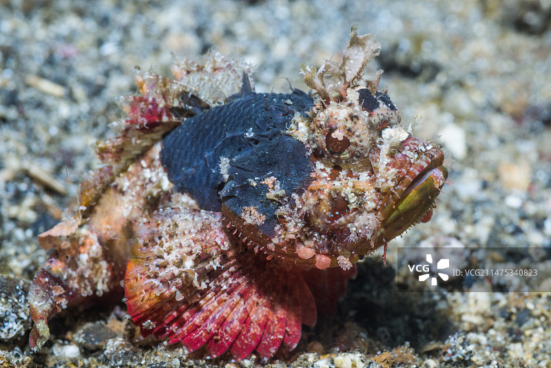 印度尼西亚礁石上的鬼 scorpionfish图片素材