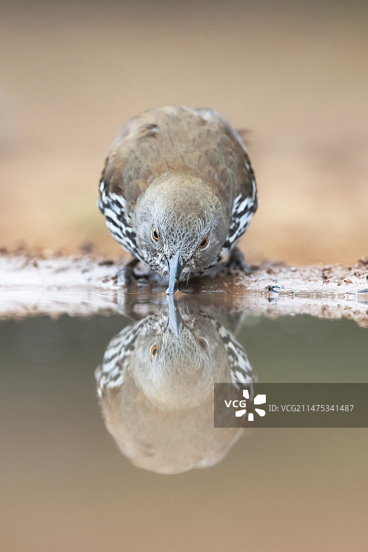 长嘴嘲鸫饮水图片素材