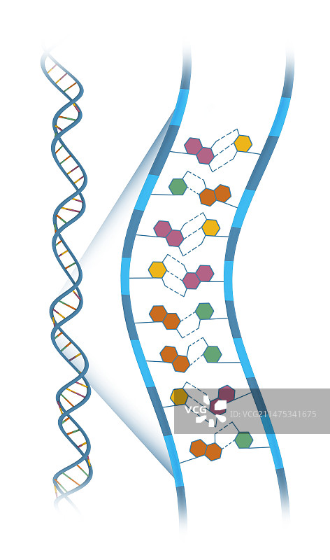 DNA碱基对结构，图示图片素材