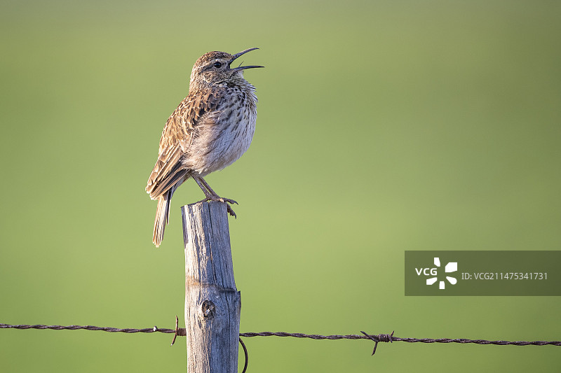 长嘴百灵鸟栖息在柱子上图片素材