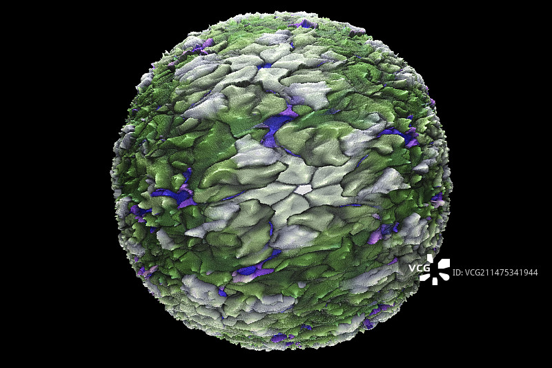 基孔肯雅病毒图示图片素材