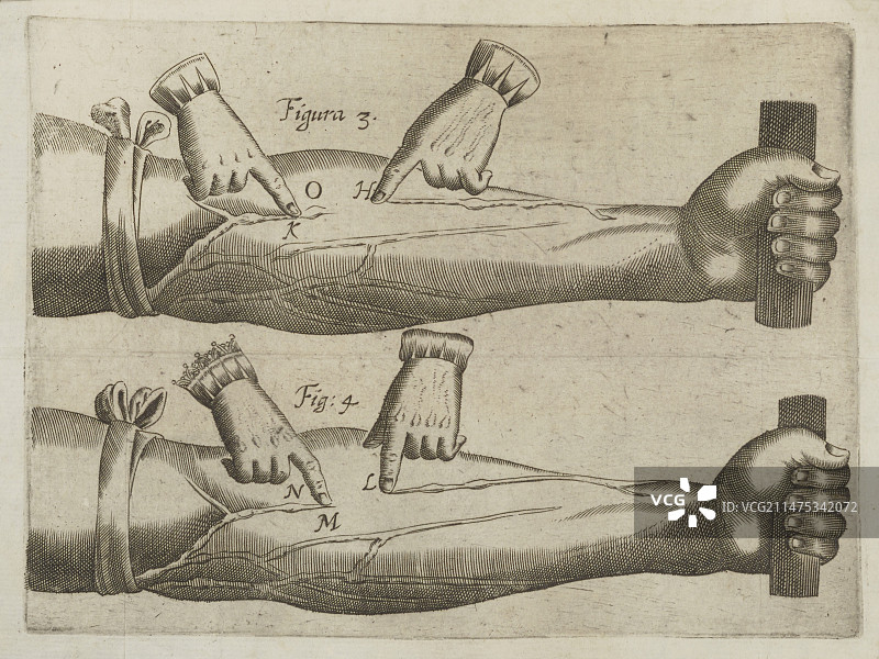 威廉·哈维的血液循环实验插图图片素材