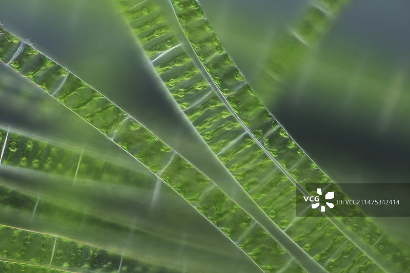 藻类细丝显微照片图片素材