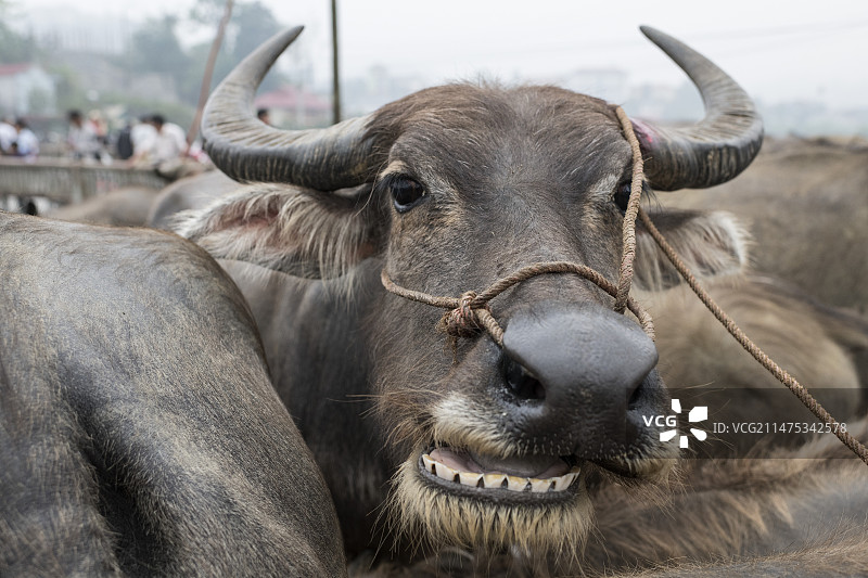 越南北河市场上的亚洲水牛图片素材