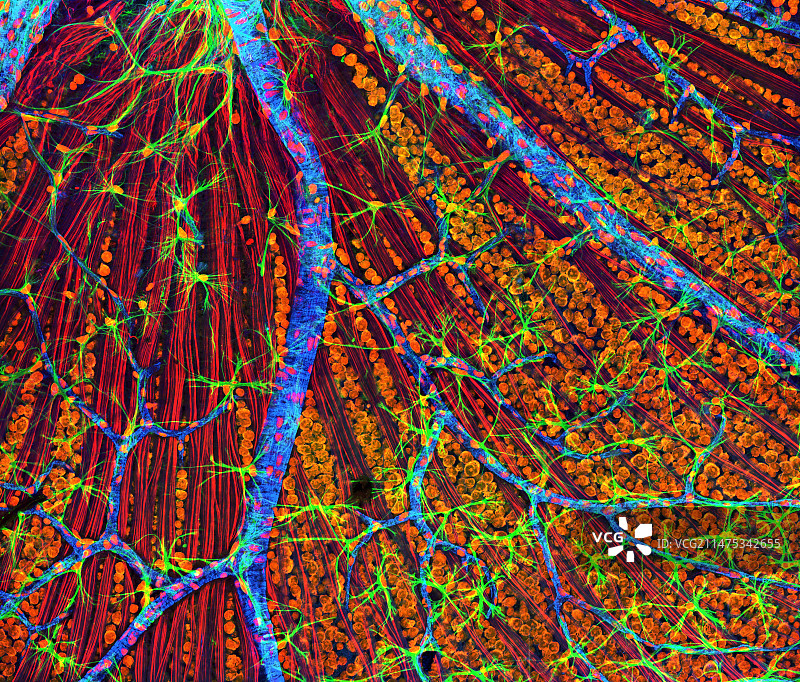 视网膜显微照片图片素材