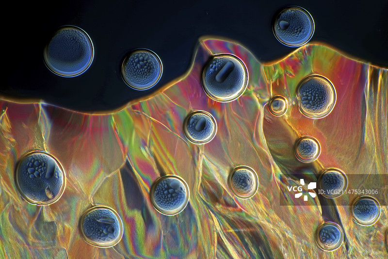 酒石酸晶体的显微照片图片素材