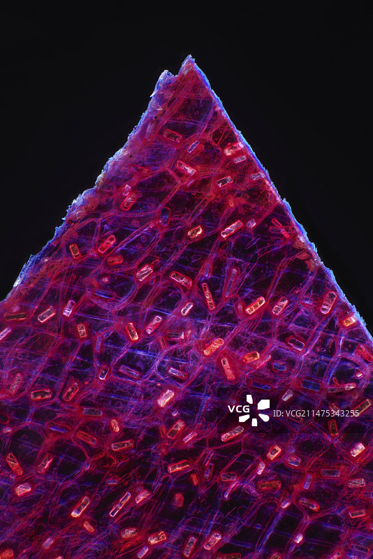 洋葱皮中的草酸钙晶体显微照片图片素材