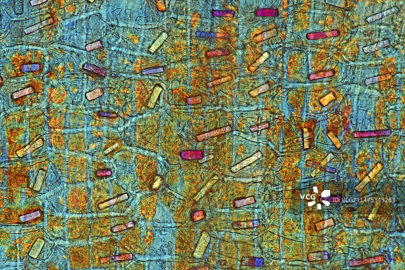 洋葱皮中的草酸钙晶体显微照片图片素材