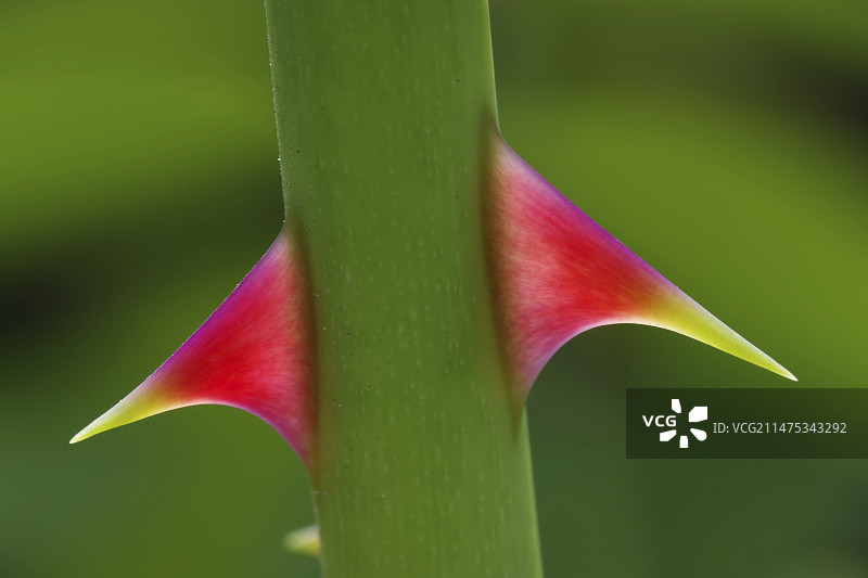 玫瑰花刺图片素材