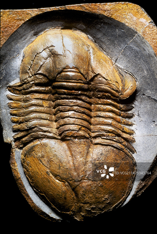 奥陶纪三叶虫化石图片素材