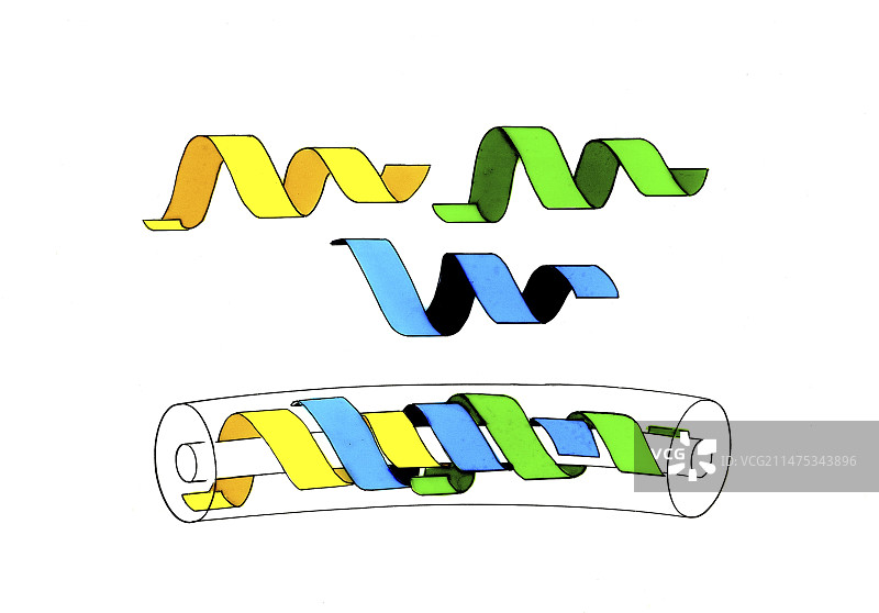 人类精子发生过程图图片素材