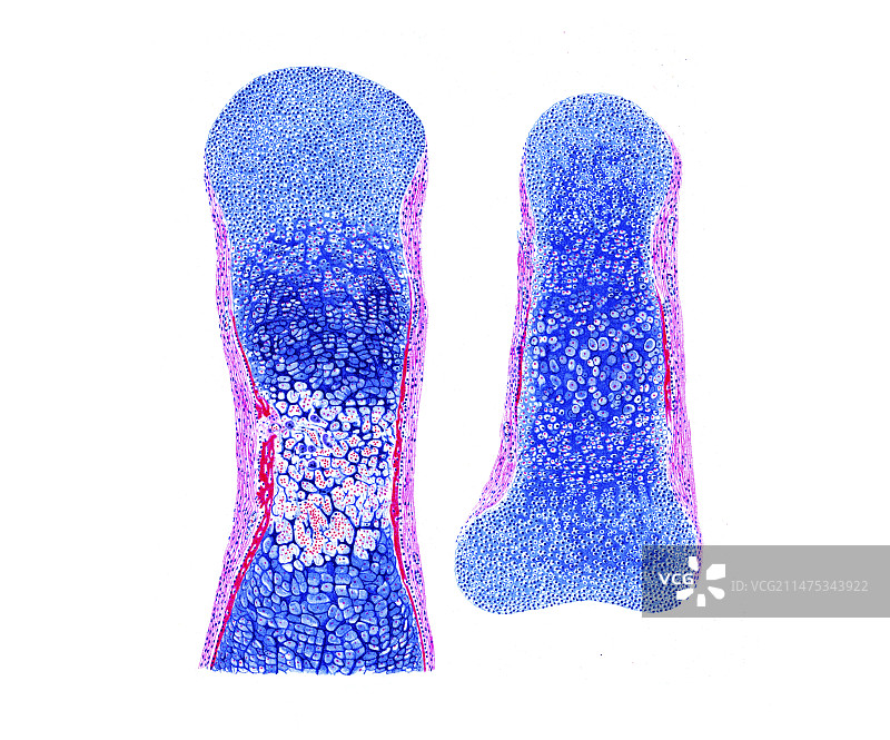 骨骼发育组织学插图图片素材