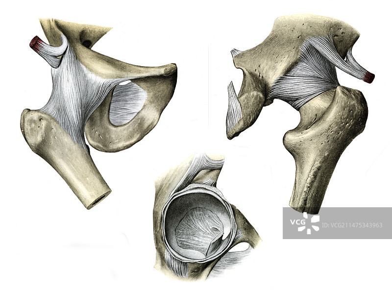 髋关节插图图片素材