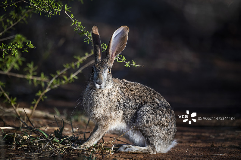 灌木丛野兔图片素材