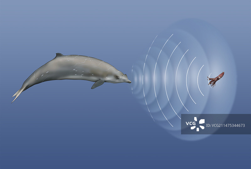 鲸鱼声纳，插图图片素材