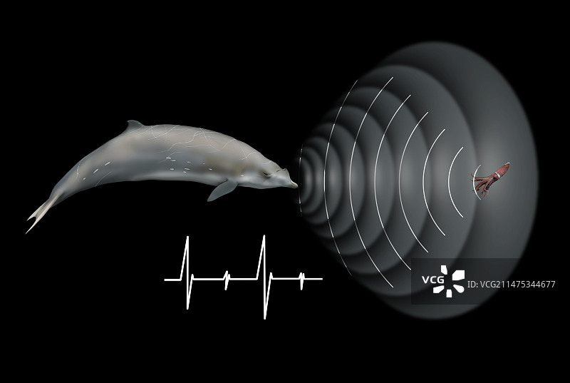 鲸鱼声纳，插图图片素材