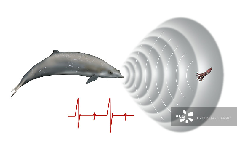 鲸鱼声纳，插图图片素材