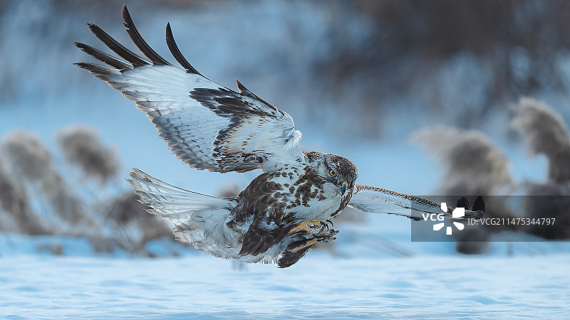 大鵟雪版图片素材