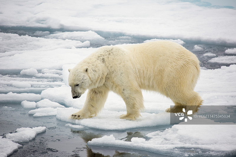 北极熊捕猎海豹图片素材