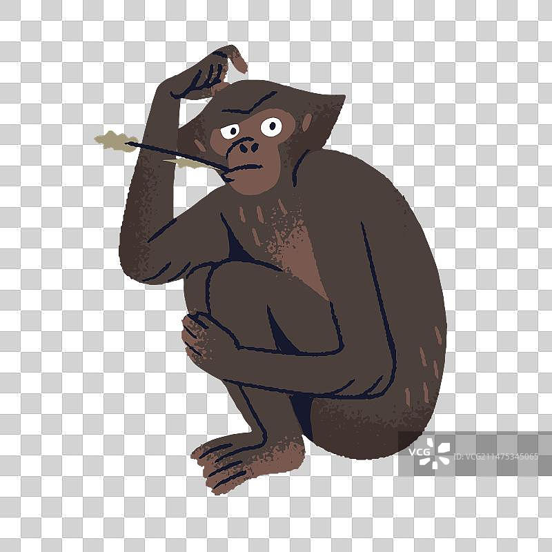 嘴里叼着草的可爱倭黑猩猩图片素材