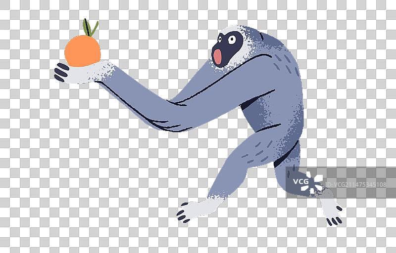 有趣的白眉长臂猿携带橙色情感猴子图片素材