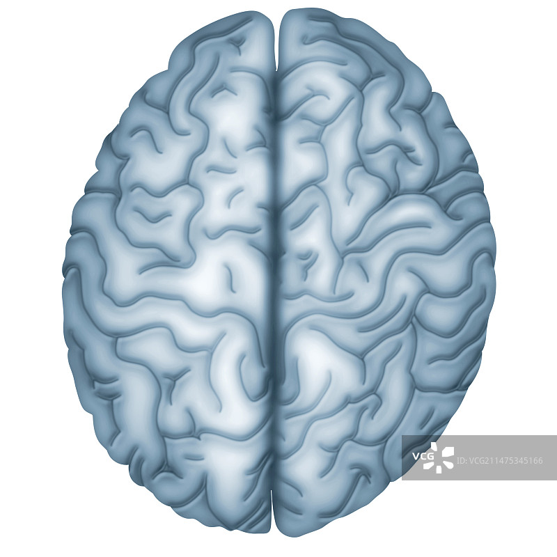 人脑，插图图片素材